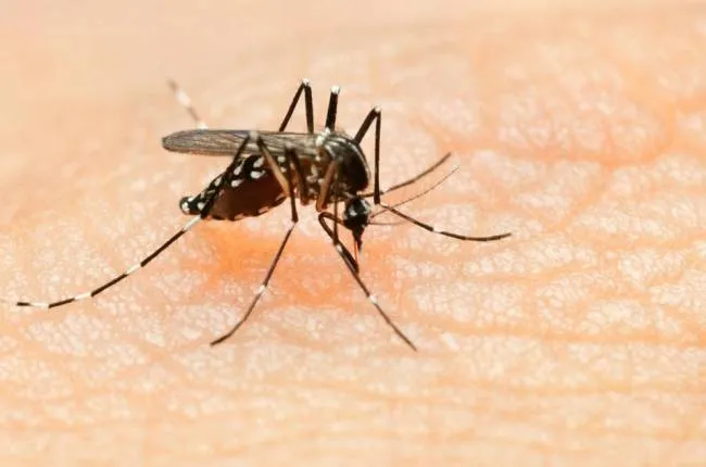 Vi rút Zika nguy hiểm đến mức nào?