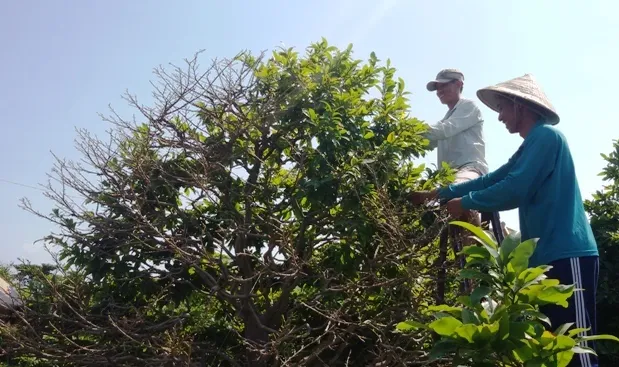 Thời tiết thuận lợi, tết này mai đẹp hơn, giá vẫn ổn định