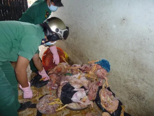 Tiêu hủy hơn 300 con gà, vịt giết mổ không đúng quy định