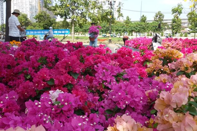 Hoa đã về phố