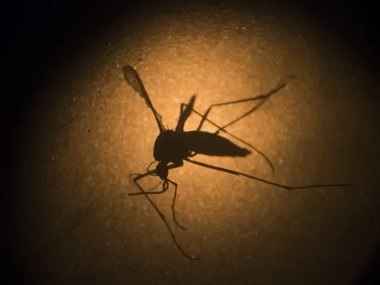 Ca nhiễm virus Zika đầu tiên ở Mỹ qua đường tình dục