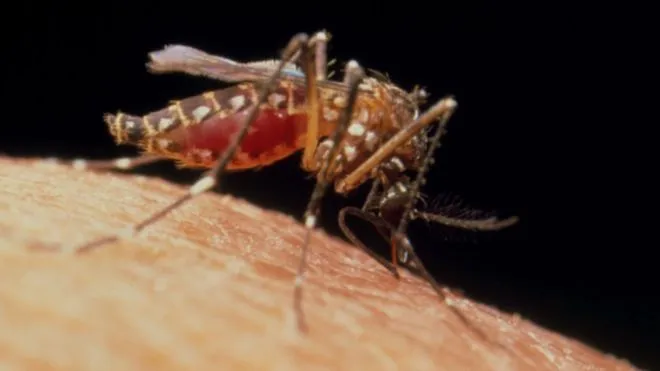 Thêm ca nhiễm Zika ở Úc
