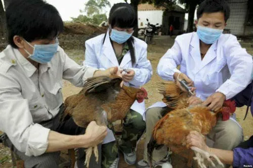 Tỉnh Nghệ An tái phát dịch cúm gia cầm H5N6