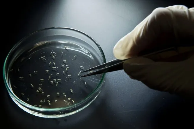 Mỹ: Hơn 14 trường hợp nghi nhiễm virus Zika qua đường tình dục