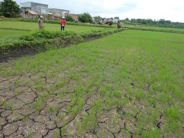 TPHCM: cấp bách phòng chống hạn hán, xâm nhập mặn