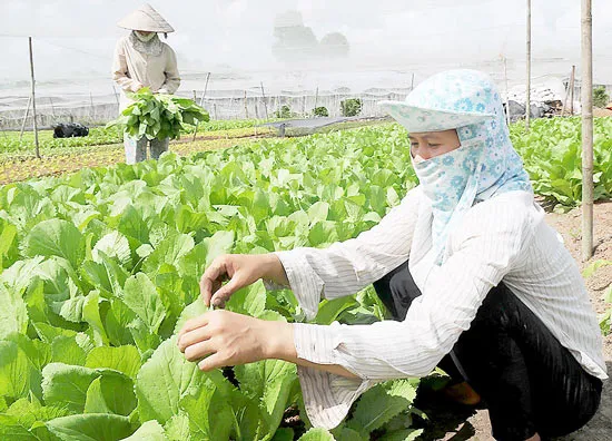 Chuyển dịch cơ cấu nông nghiệp đô thị tại TPHCM