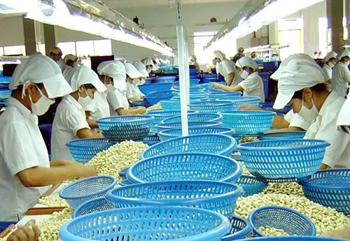 37.000 tấn điều nhân được xuất khẩu trong 2 tháng đầu năm 2016