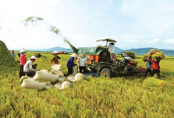 Nâng cao chuỗi giá trị nông sản: Cần bắt đầu từ nhiều khâu