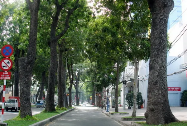 Đốn hạ, di dời 16 cây xanh trên đường Tôn Đức Thắng