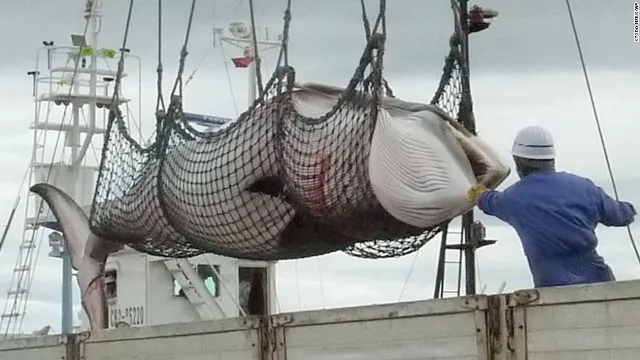Nhật Bản giết 333 cá voi lưng xám “phục vụ nghiên cứu”