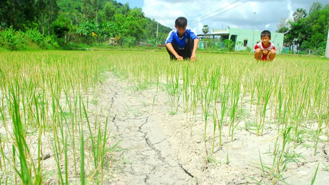 ĐBSCL cần tiếp tục thực hiện các giải pháp ứng phó hạn mặn