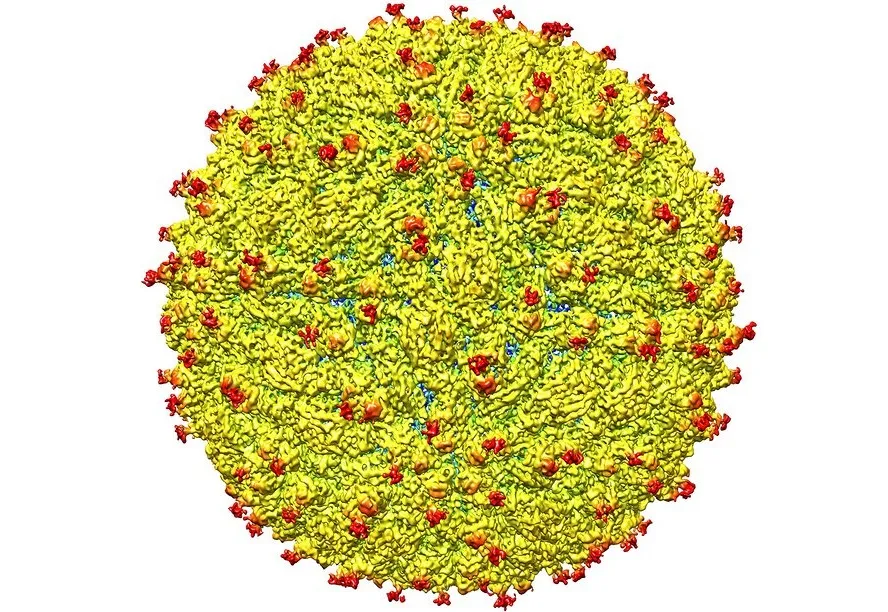 Phát hiện cấu trúc của vi rút Zika