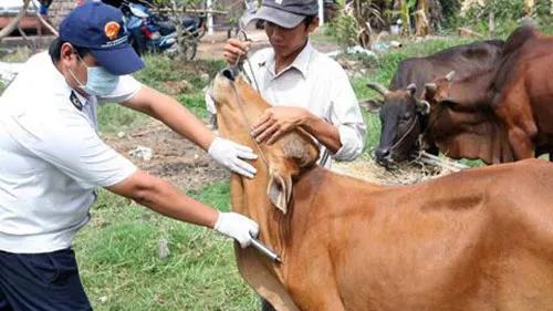 Tỉnh Lai Châu tái phát dịch lở mồm long móng gia súc