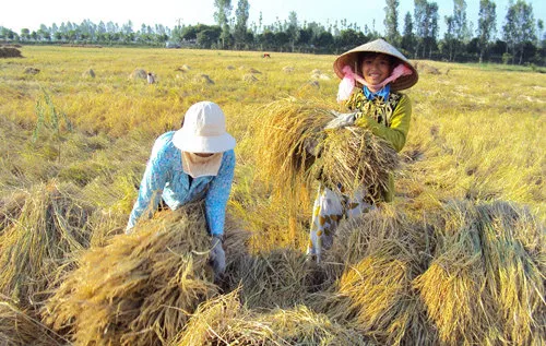 Giá lúa tăng, nông dân phấn khởi