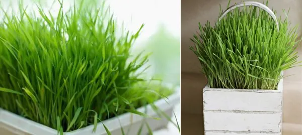 Những cách diệt muỗi hiệu quả ai cũng làm được