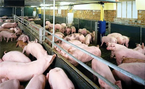 Mở đợt cao điểm xử lý chất cấm trong chăn nuôi: Người vi phạm có thể bị phạt tù tới 20 năm