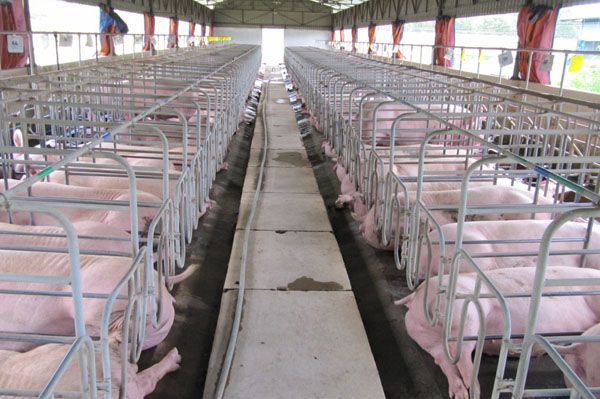 Tìm giải pháp thay thế hóa chất cấm và lạm dụng kháng sinh