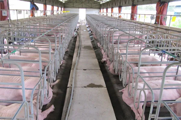 Tìm giải pháp thay thế hóa chất cấm và lạm dụng kháng sinh