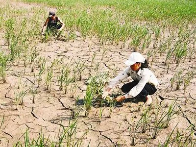 Đảm bảo ổn định cuộc sống nhân dân vùng thiên tai do hạn mặn