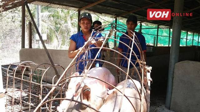 Tiêu hủy đàn heo dương tính với chất salbutamol