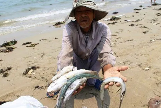 Thủ tướng chỉ đạo hỗ trợ bà con ngư dân vụ cá chết bất thường 