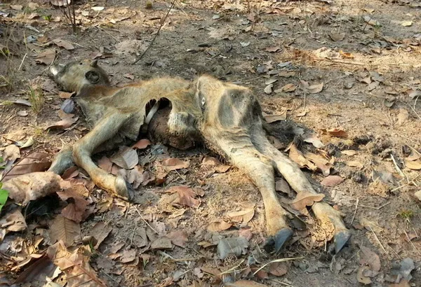 Campuchia: Hơn 300 con trâu bò chết do thời tiết nắng nóng