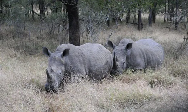 Swaziland công bố kế hoạch hợp pháp hóa buôn bán sừng tê giác