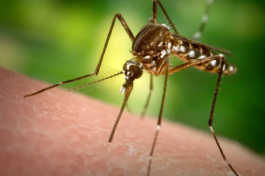 Mỹ ghi nhận ca tử vong đầu tiên do Zika