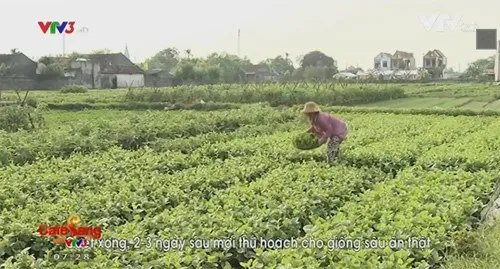 Phóng sự Cây chổi quét rau chỉ là dàn dựng của phóng viên VTV