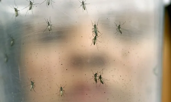 Virus Zika có thể lan tới châu Âu 