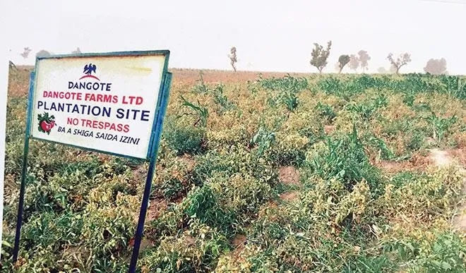 Nigeria ban bố tình trạng khẩn cấp do sâu bướm phá hoại mùa màng