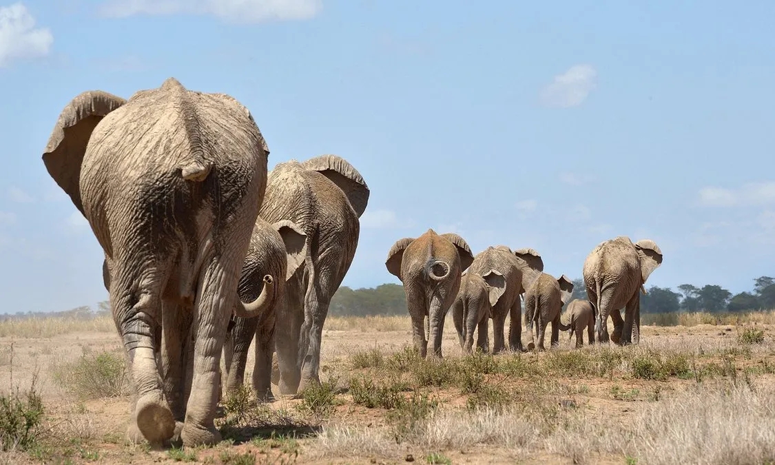 Kenya đối mặt nạn săn trộm động vật hoang dã