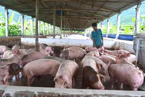 TPHCM mở rộng vùng và cơ sở an toàn dịch bệnh