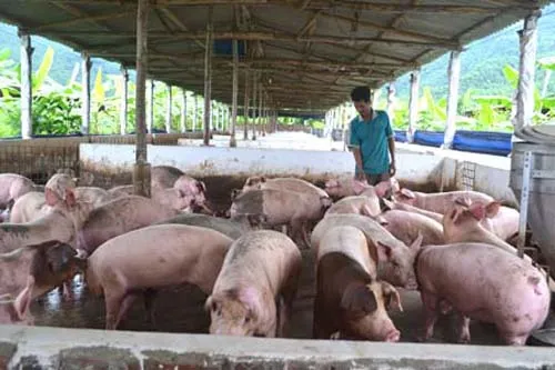 TPHCM mở rộng vùng và cơ sở an toàn dịch bệnh