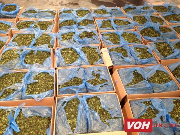 Lá cây lạ chứa ma tuý cực mạnh bị bắt giữ tại sân bay Tân Sơn Nhất