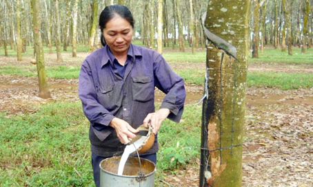 6 tháng đầu năm, khai thác mủ cao su vượt kế hoạch