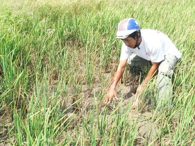 Khô hạn, thiếu nước từ Bình Định đến Bắc Bình Thuận