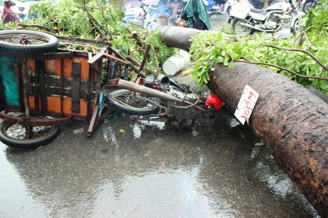 TPHCM: Cây ngã do mưa dông, một người bị thương