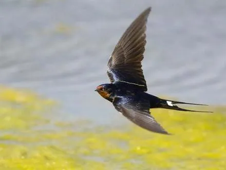 Một con én không làm nên mùa xuân