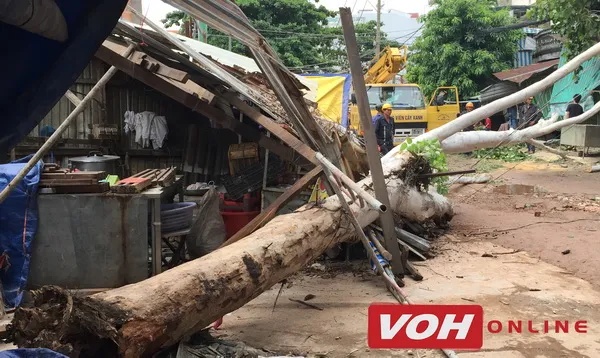 Cây xà cừ gãy làm sập nhà dân