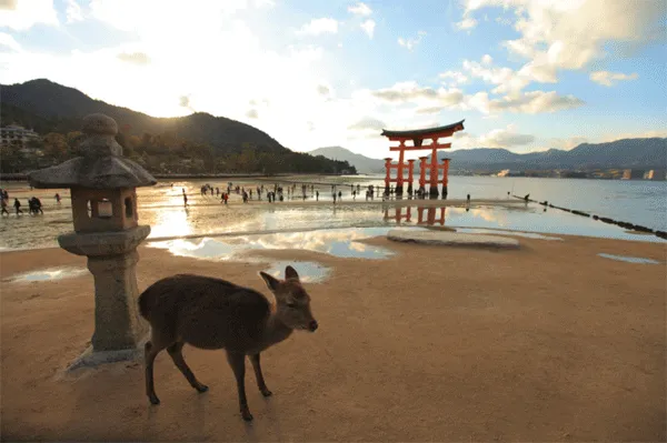 Khám phá Miyajiama - Nhật Bản