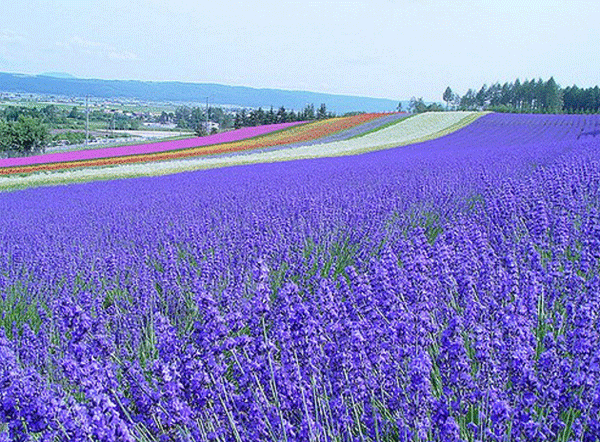 Chìm đắm trong cánh đồng hoa oải hương ở Hokkaido - Nhật Bản