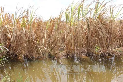 45% diện tích ĐBSCL có thể nhiễm mặn vào năm 2030