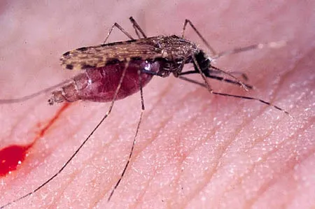 Khẩn cấp đối phó sốt xuất huyết Dengue