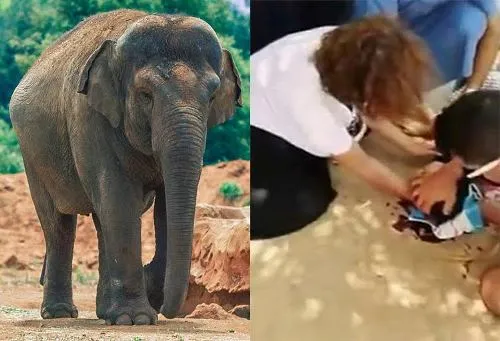 Ma Roc: Voi “chọi” đá giết chết bé gái 7 tuổi
