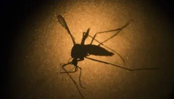 Bộ Y tế Mỹ chi khẩn 81 triệu USD cho dự án nghiên cứu vắc-xin ngừa Zika
