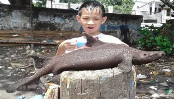 Indonesia: Phát hiện cá mập thời cổ đại đã tuyệt chủng ?