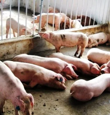 Tái phát dịch heo tai xanh tại tỉnh Hậu Giang