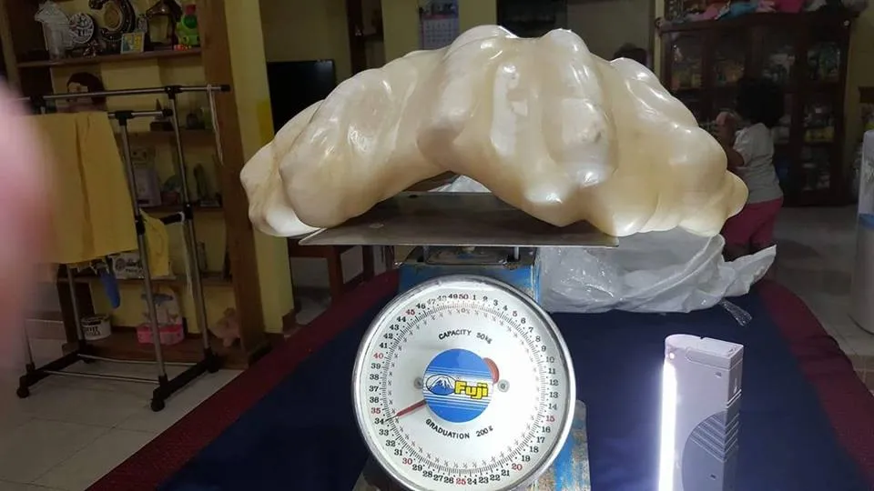 Viên ngọc trai lớn nhất thế giới bị bỏ quên dưới gầm giường suốt 10 năm