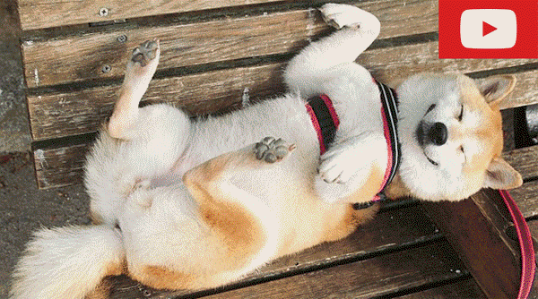 Chú chó vui vẻ nhất hành tinh